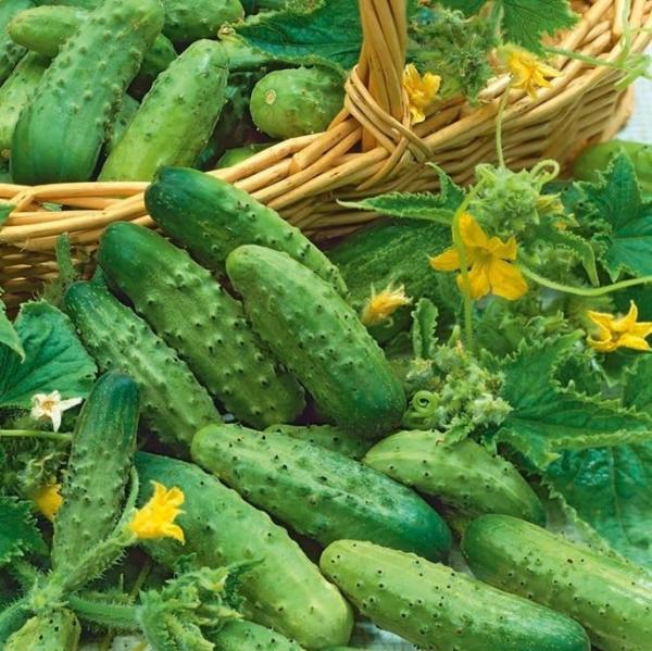 CASTRAVETI KG